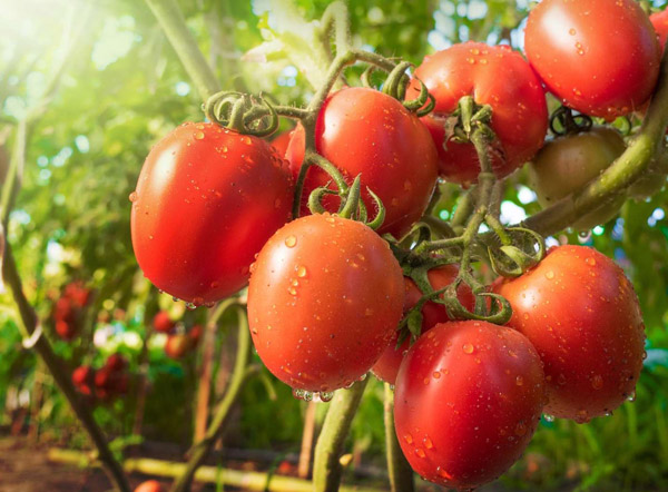 Tomates Bio.